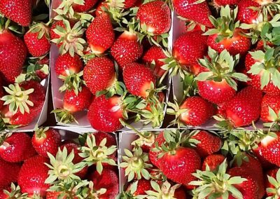 Fruit Time